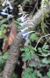 genus Corydalis