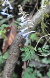 genus Corydalis. Соцветие и лист. Южный Китай, Гуандун, геопарк Дансия (Шаогуань) (Shaoguan Danxia Mountain Geopark). 25 февраля 2016 г.