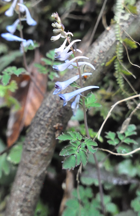 Изображение особи род Corydalis.