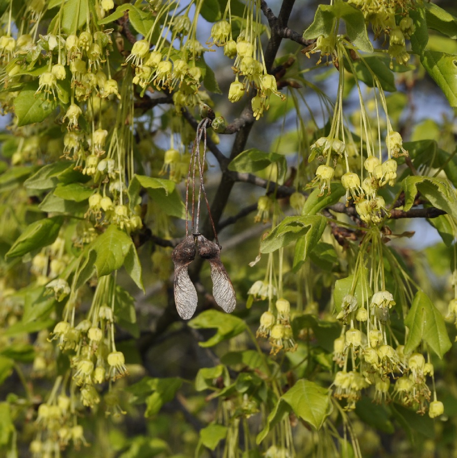 Image of Acer monspessulanum specimen.