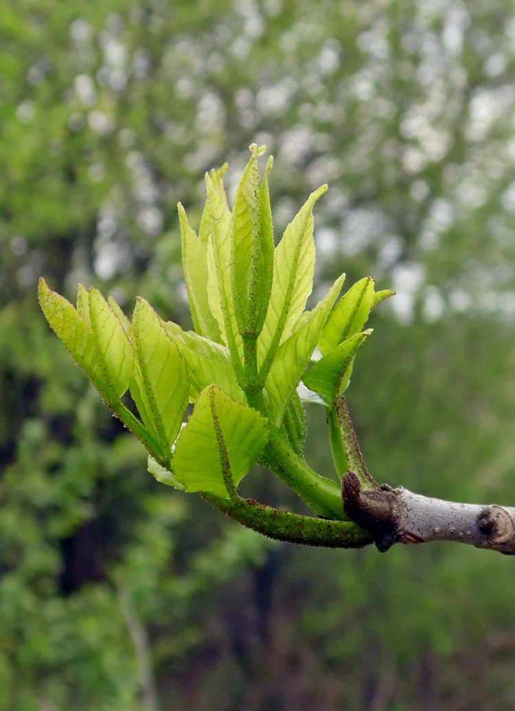 Изображение особи Fraxinus pennsylvanica.