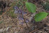 Trachystemon orientalis. Цветущее растение. Краснодарский край, Большой Сочи, окр. пос. Каткова Щель. 28.03.2007.