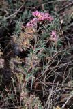 Saussurea elegans