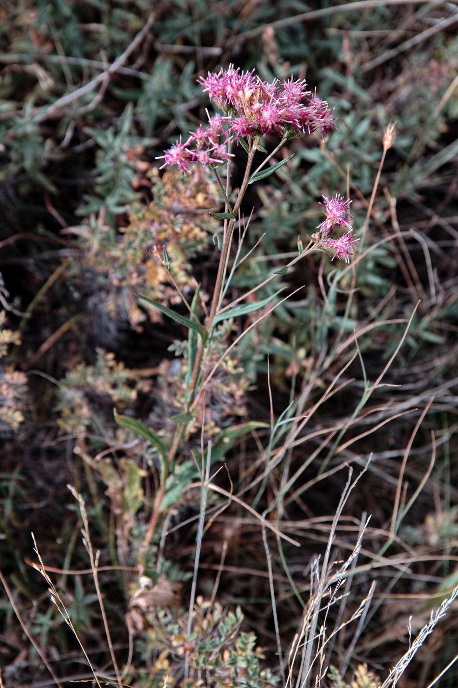 Изображение особи Saussurea elegans.