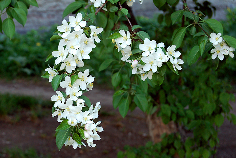 Изображение особи Malus baccata.