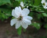 Prunus cerasifera. Цветок с двумя пестиками. Москва, Новогиреево, ул. Кусковская, промзона. 13.05.2015.