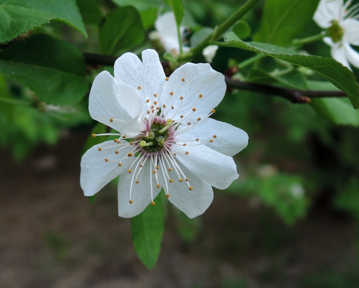 Image of Prunus cerasifera specimen.