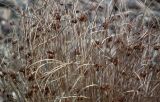 Juncus trifidus. Высохшие генеративные побеги с пустыми соплодиями. Кольский п-ов, окр. Туманный, насыпная терраса над нижним бьефом Серебрянской ГЭС-2. 15.05.2016.