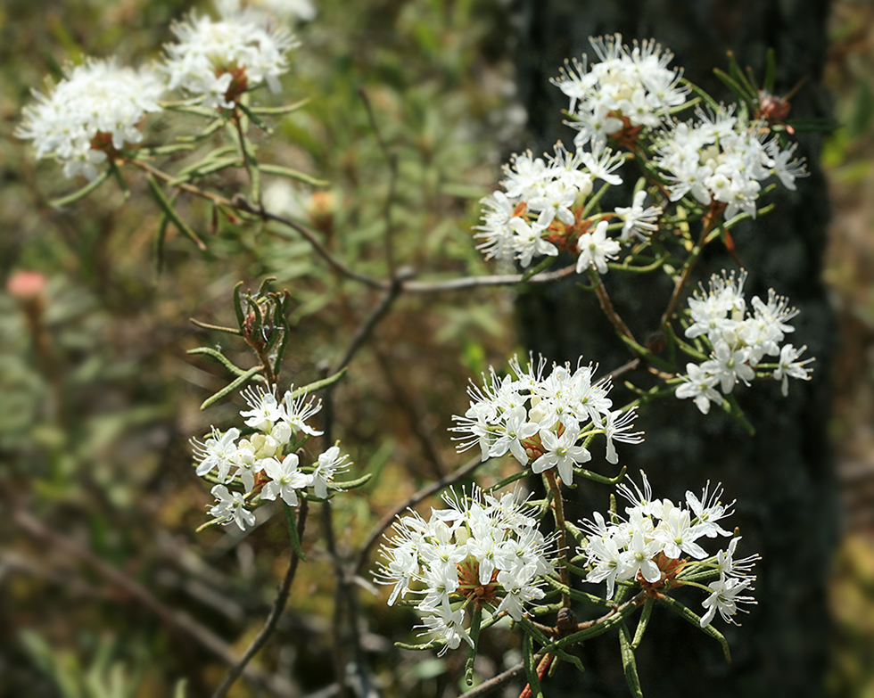 Image of Ledum palustre specimen.