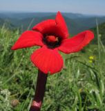 Phelypaea coccinea. Цветок. Краснодарский край, м/о г. Геленджик, хр. Маркотх, гора Мухины Поляны, ≈ 630 м н.у.м., горный луг. 21.05.2015.