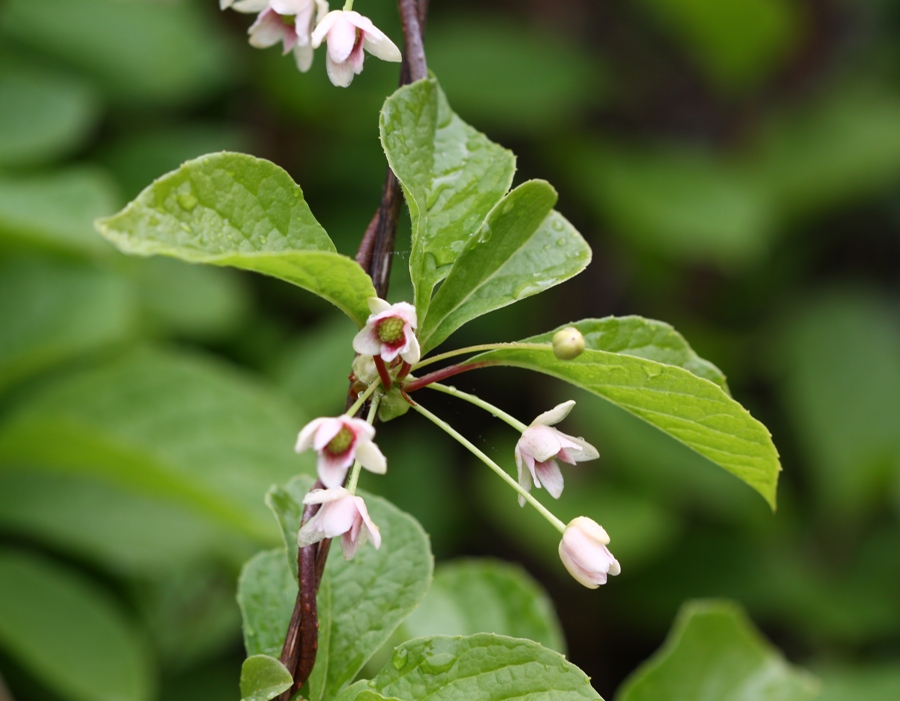 Изображение особи Schisandra chinensis.