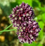 Allium rotundum