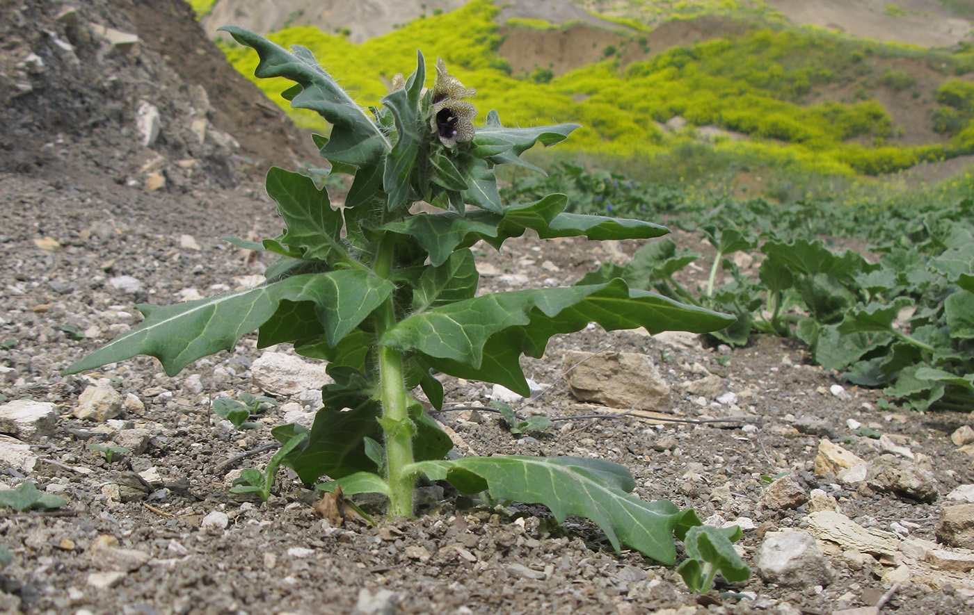 Изображение особи Hyoscyamus niger.