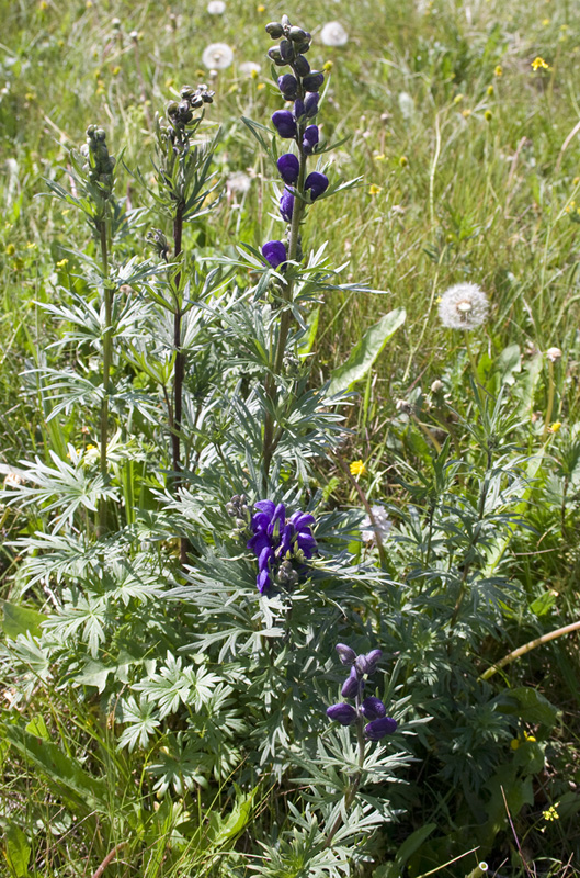 Image of Aconitum altaicum specimen.