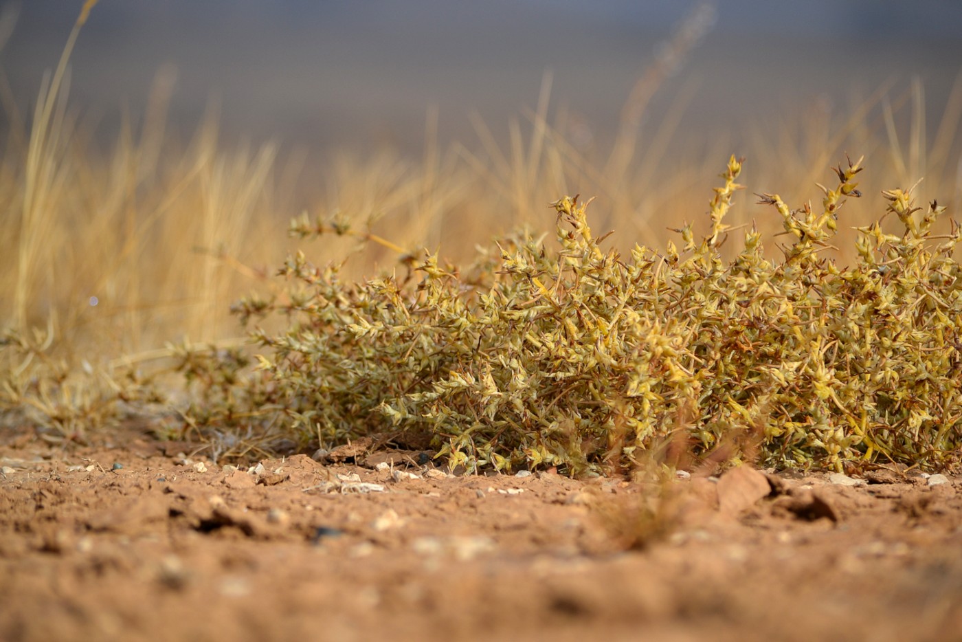 Image of Halimocnemis sclerosperma specimen.
