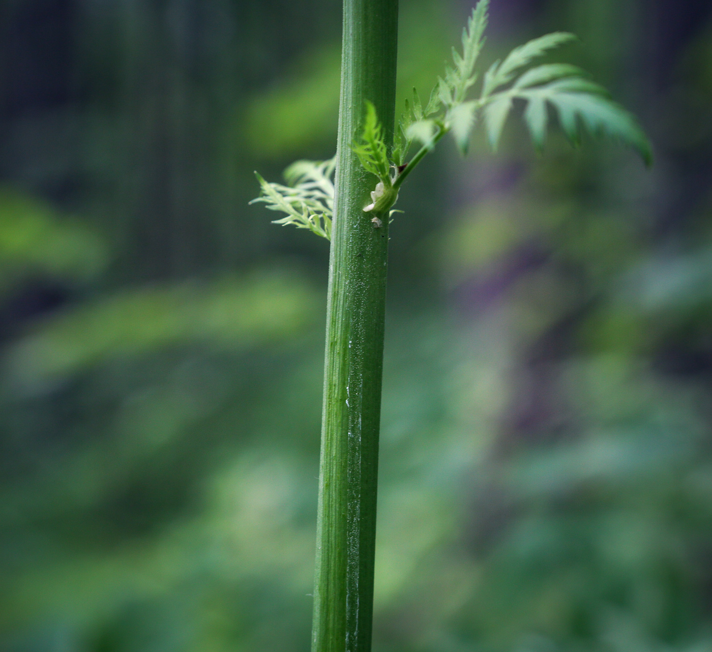 Изображение особи Pleurospermum uralense.