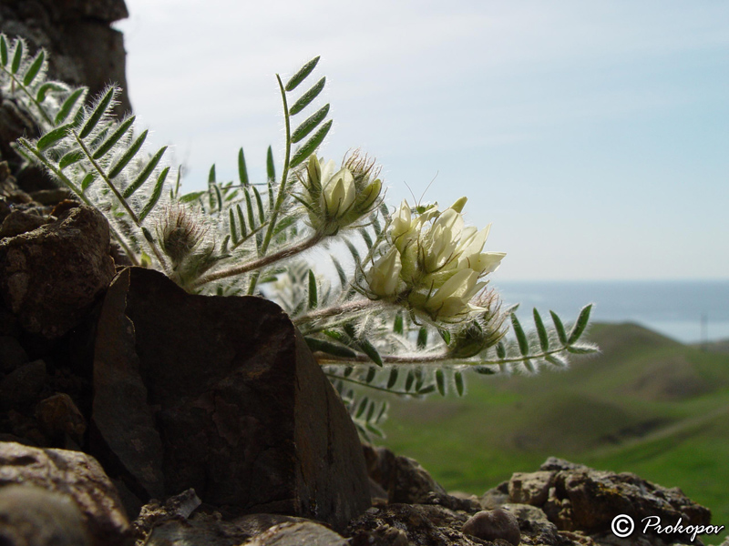 Image of Oxytropis pallasii specimen.