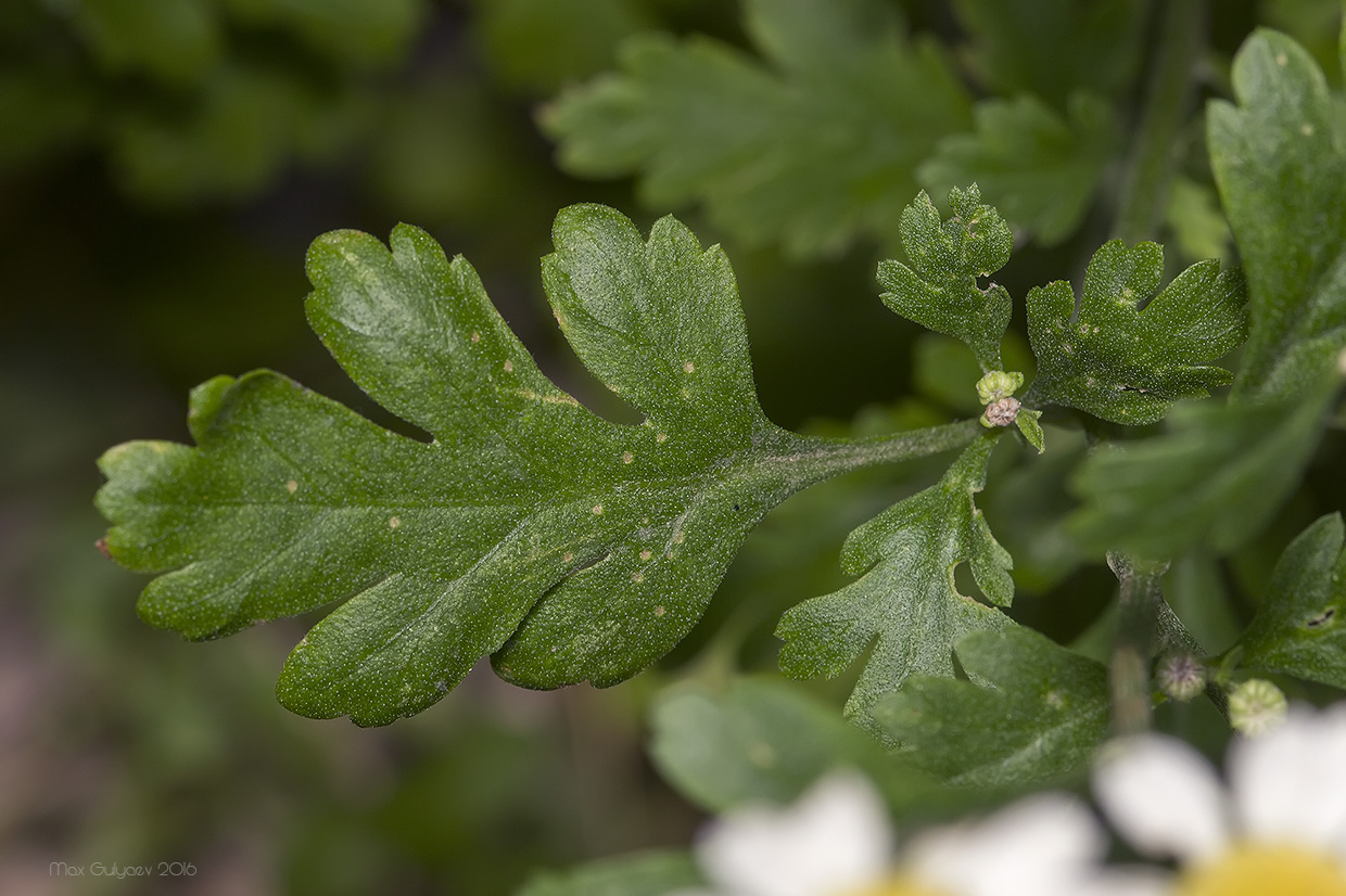 Изображение особи Pyrethrum parthenium.