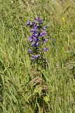 Campanula trachelium