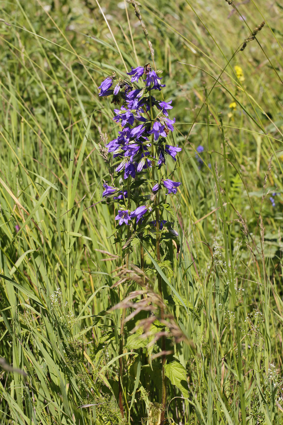 Image of Campanula trachelium specimen.