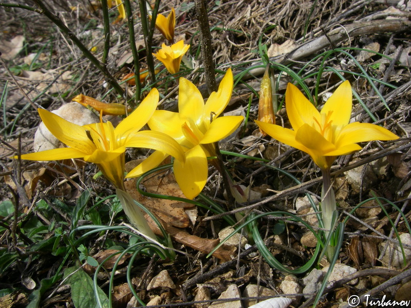 Изображение особи Crocus angustifolius.