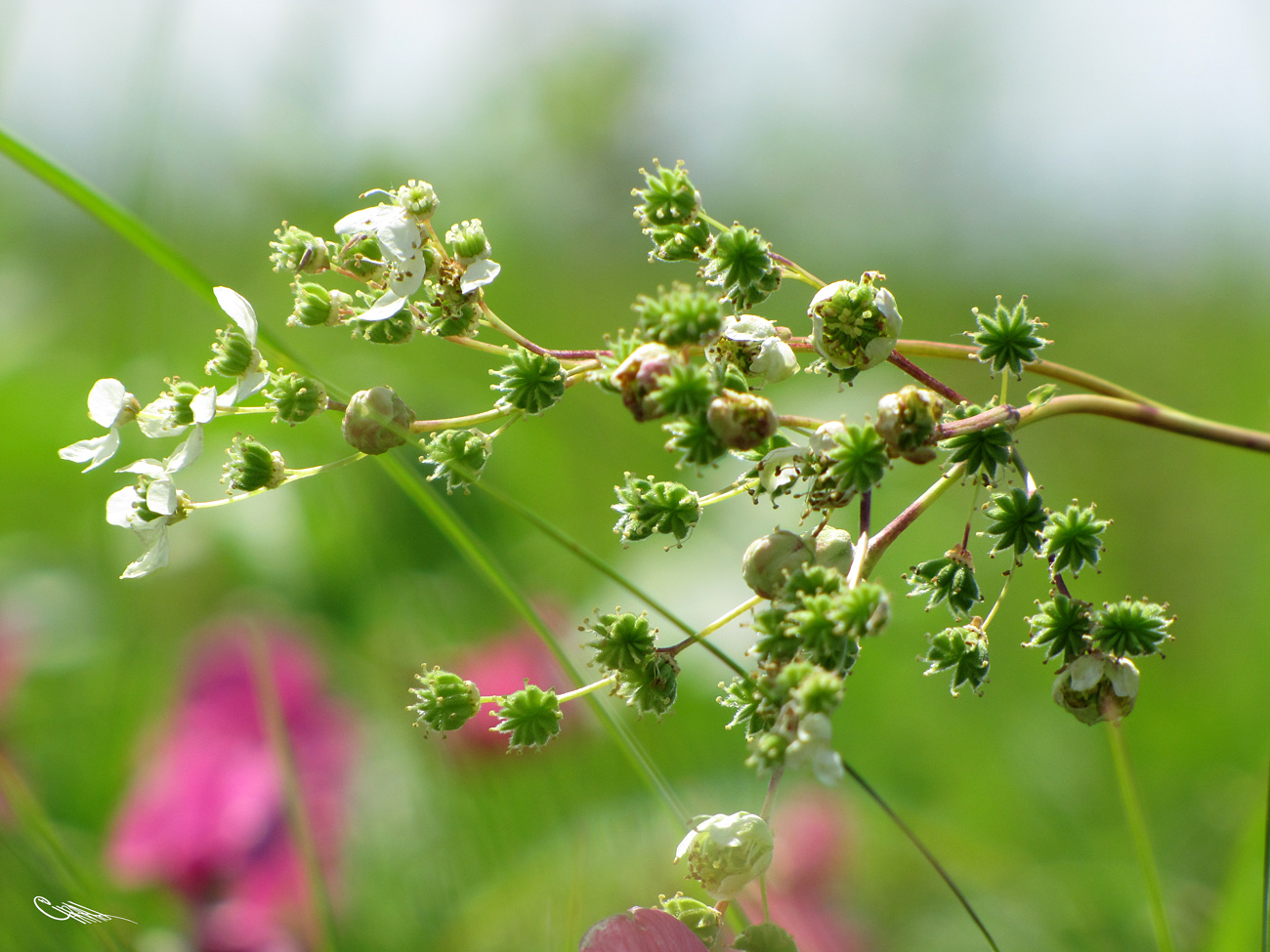 Image of Filipendula vulgaris specimen.