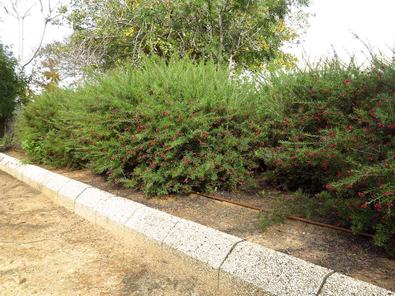 Image of Grevillea rosmarinifolia specimen.
