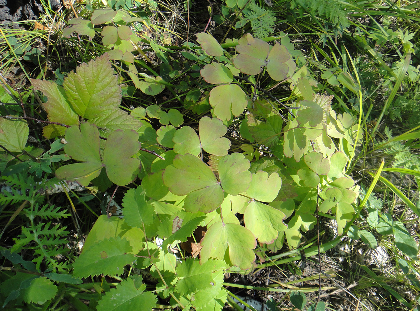 Изображение особи Aquilegia sibirica.