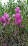 Castilleja elegans