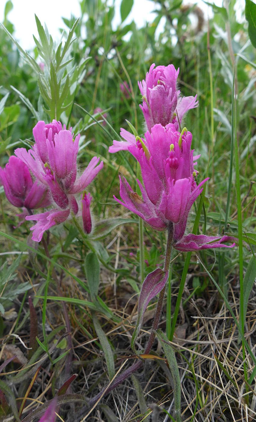 Image of Castilleja elegans specimen.