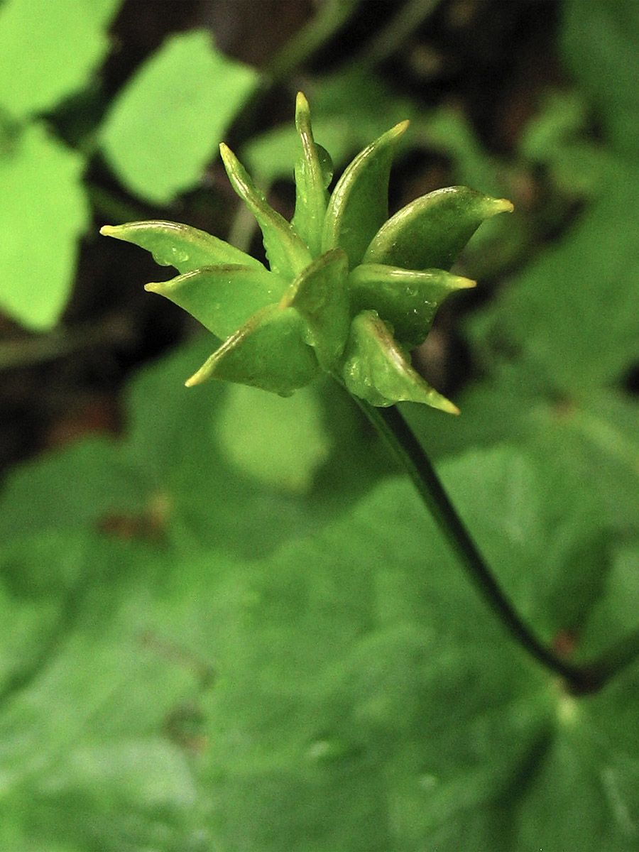 Изображение особи Caltha palustris.