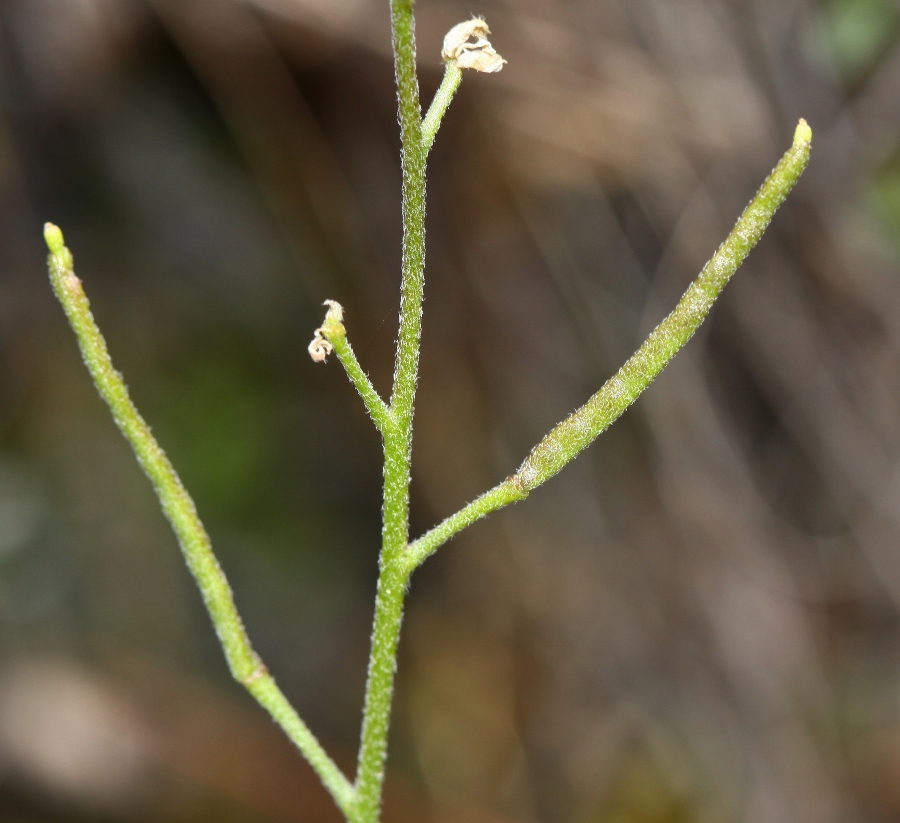 Изображение особи Braya humilis.