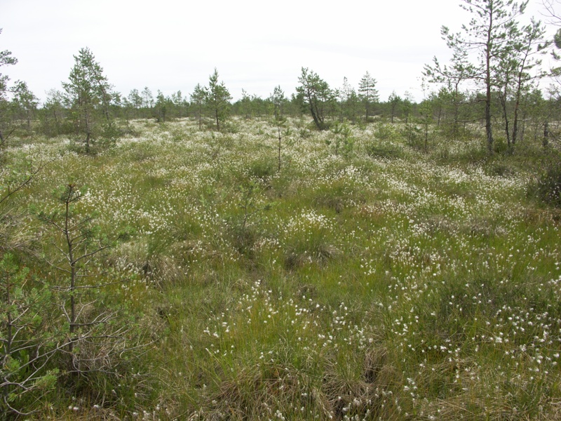 Изображение особи Trichophorum alpinum.