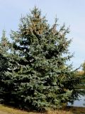 Picea pungens форма glauca. Растение с шишками. Беларусь, г. Минск, набережная Слепянской водной системы, декоративное озеленение. 01.10.2016.