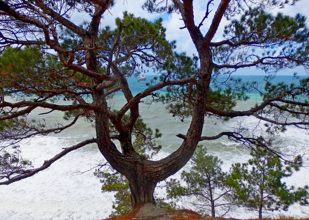 Image of Pinus pityusa specimen.