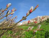 Salix caprea