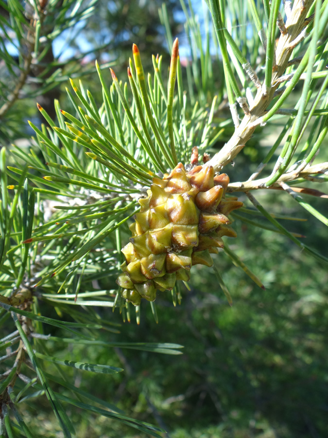 Изображение особи Pinus sylvestris ssp. hamata.