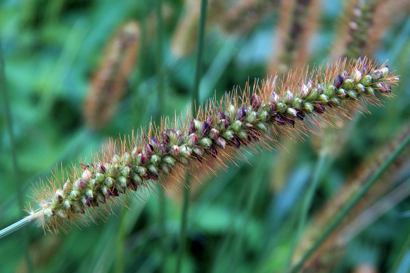 Image of Setaria pumila specimen.