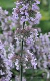 Смотреть изображение род Nepeta
