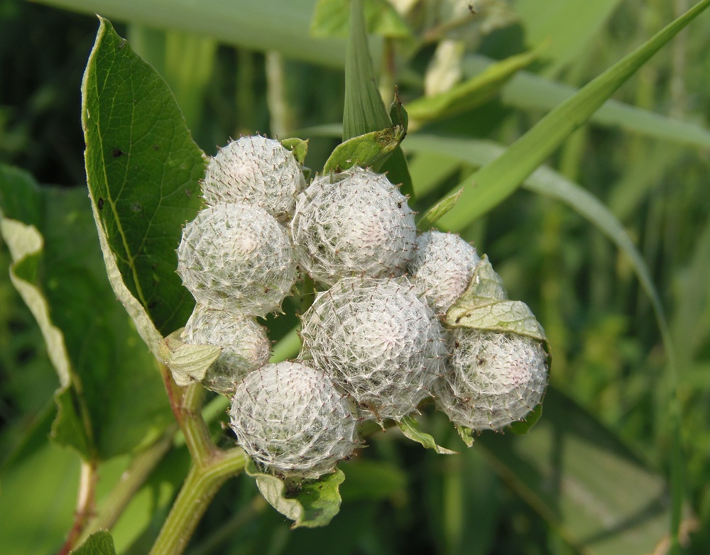 Изображение особи Arctium tomentosum.