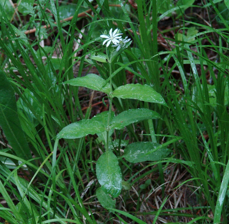 Image of Stellaria bungeana specimen.