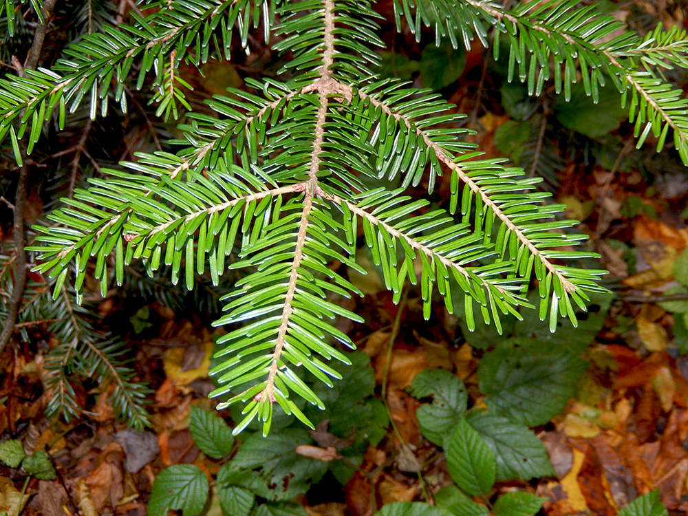 Изображение особи Abies nordmanniana.