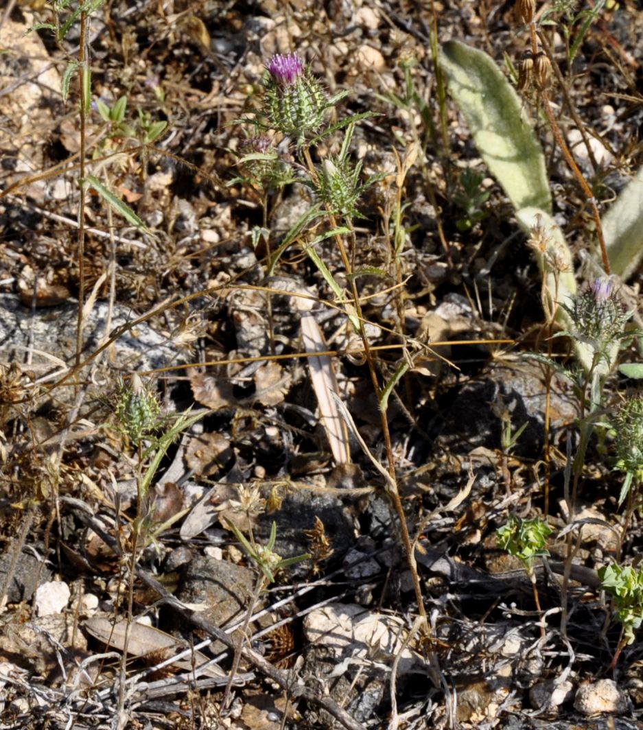 Image of Atractylis cancellata specimen.