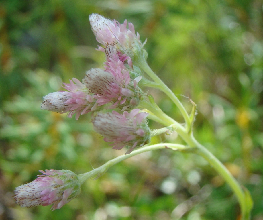 Изображение особи Antennaria dioica.