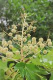 Fatsia japonica. Соцветие. Черноморское побережье Кавказа, г. Сочи, Лазаревский р-н, микр. Уч-Дере, Субтропический Ботанический Сад Кубани, в культуре. 11 декабря 2014 г.