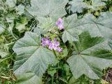 Malva multiflora