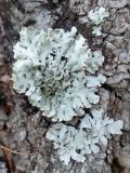Hypogymnia physodes