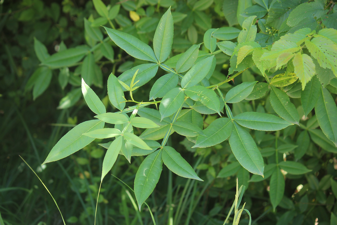 Image of Zanthoxylum alatum specimen.