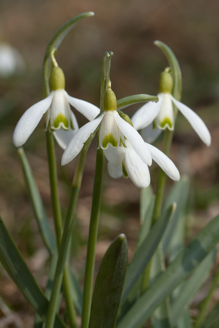 Изображение особи Galanthus nivalis.