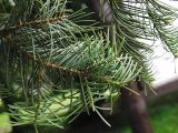 Abies concolor